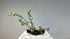 2-12 Variation No.5 Slanting Style Moribana by Ms.Misei Ishikawa - with English subtitles