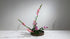 1-11 Variation No.1 Upright Style Moribana by Ms.Kazuko Nakada
