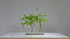 5-4 Green Plant Materials by Mr.Sozan Nakamura