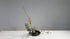 1-16 Variation No.2 Upright Style Moribana by Ms.Misei Ishikawa