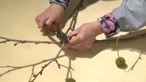 The road to becoming a flower expert: One-point technique “Wire edition" by Ms.Hiromi Sugioka