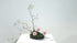 1-1 Basic Upright Style Moribana by Mr.Ken Katayama