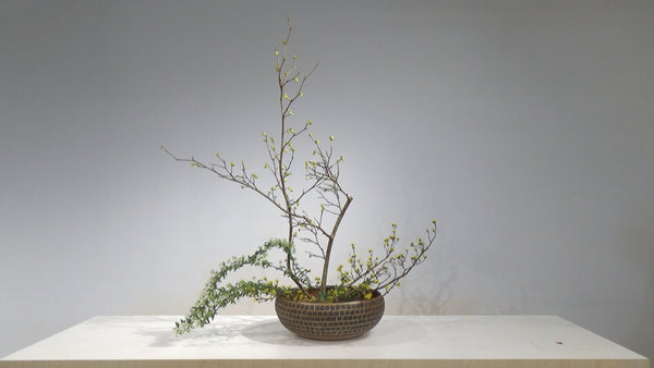 Special 自由花 中田和子