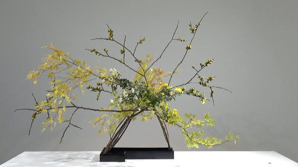 Special 5-8「剣山なしで水盤にいける」技術を高める 中村草山