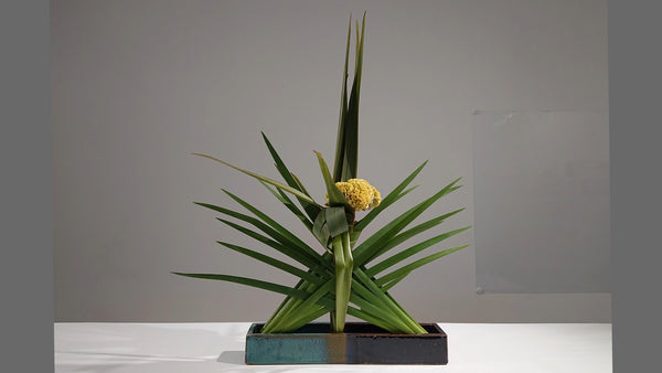 Special 5-26 自由花 中村草山