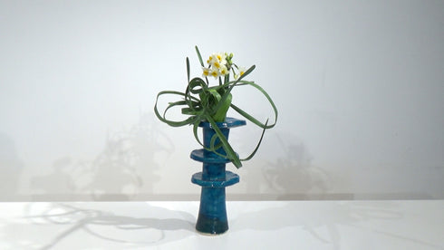 Special 5-6 Japanese Narcissus (Narcissus tazzetta var.chinensis) by Mr.Ken Katayama