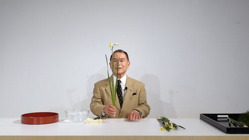 Special 5-6 Japanese Narcissus (Narcissus tazzetta var.chinensis) by Mr.Ken Katayama