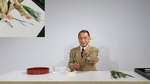 Special 5-6 Japanese Narcissus (Narcissus tazzetta var.chinensis) by Mr.Ken Katayama